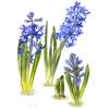 Blue Hyacinths Blue Hyacinths