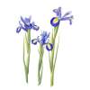 Three Blue Irises