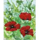 In my garden: Oriental Poppies