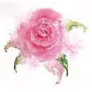 Pink Rose